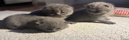 Scottish gatti in vendita: Gattini scottish fold blue - Annuncio 4