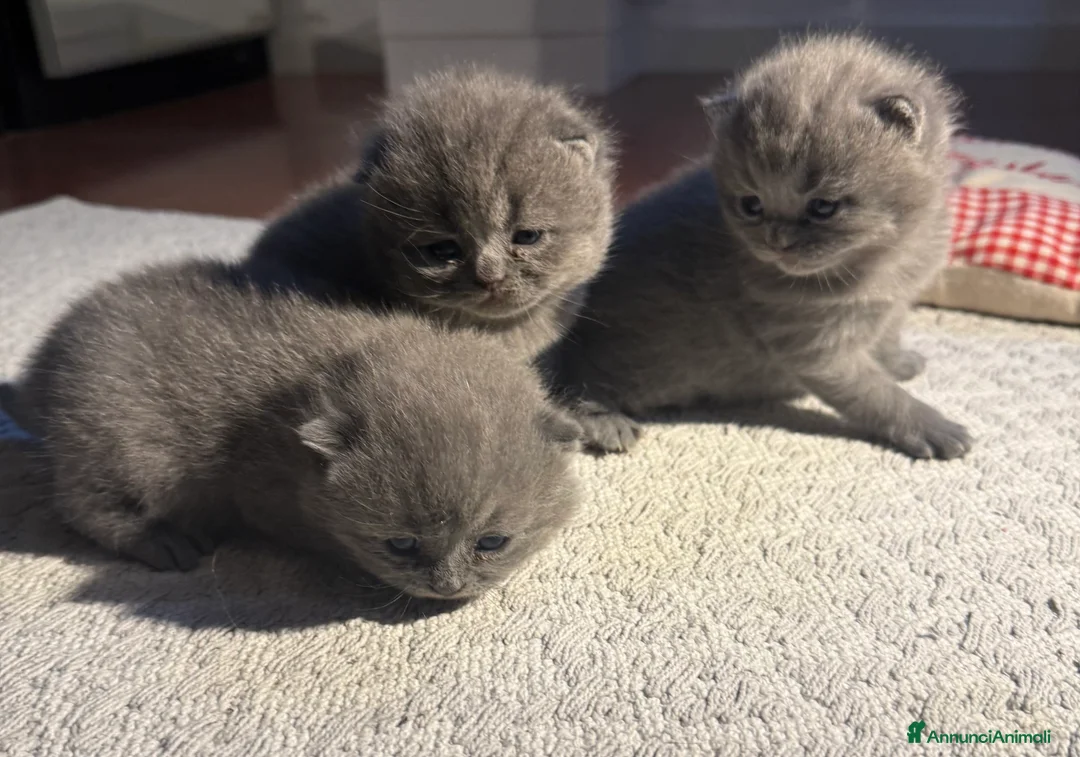 Scottish gatti in vendita: Gattini scottish fold blue - Annuncio 4