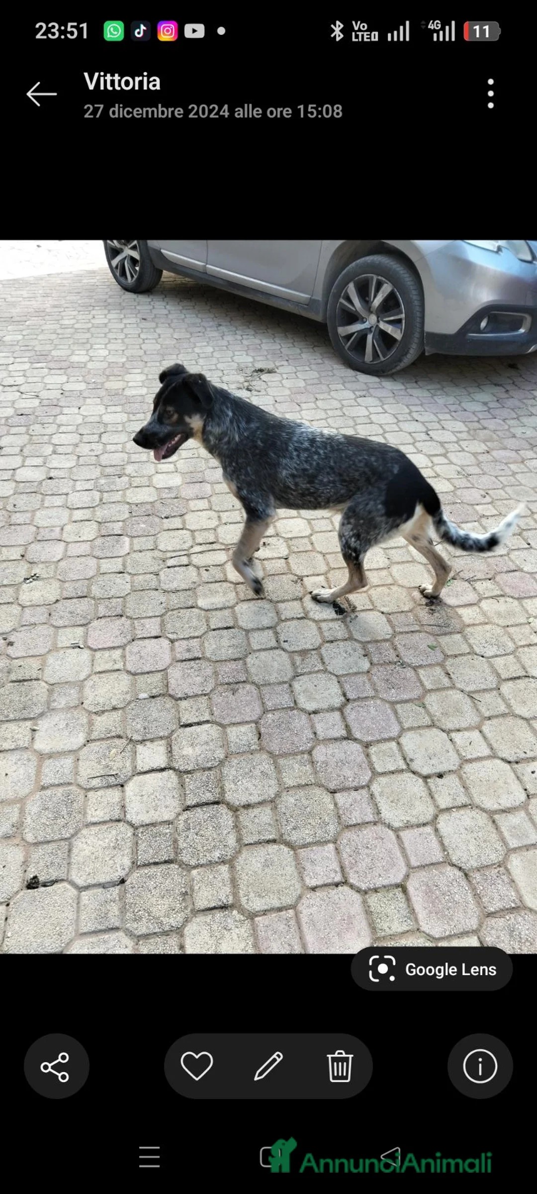 Meticcio cani in regalo: Coppia  a Libero consorzio comunale di Ragusa - Annuncio 4