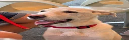 Meticcio cani in regalo: Kira cerca casa a Città metropolitana di Messina - Annuncio 5