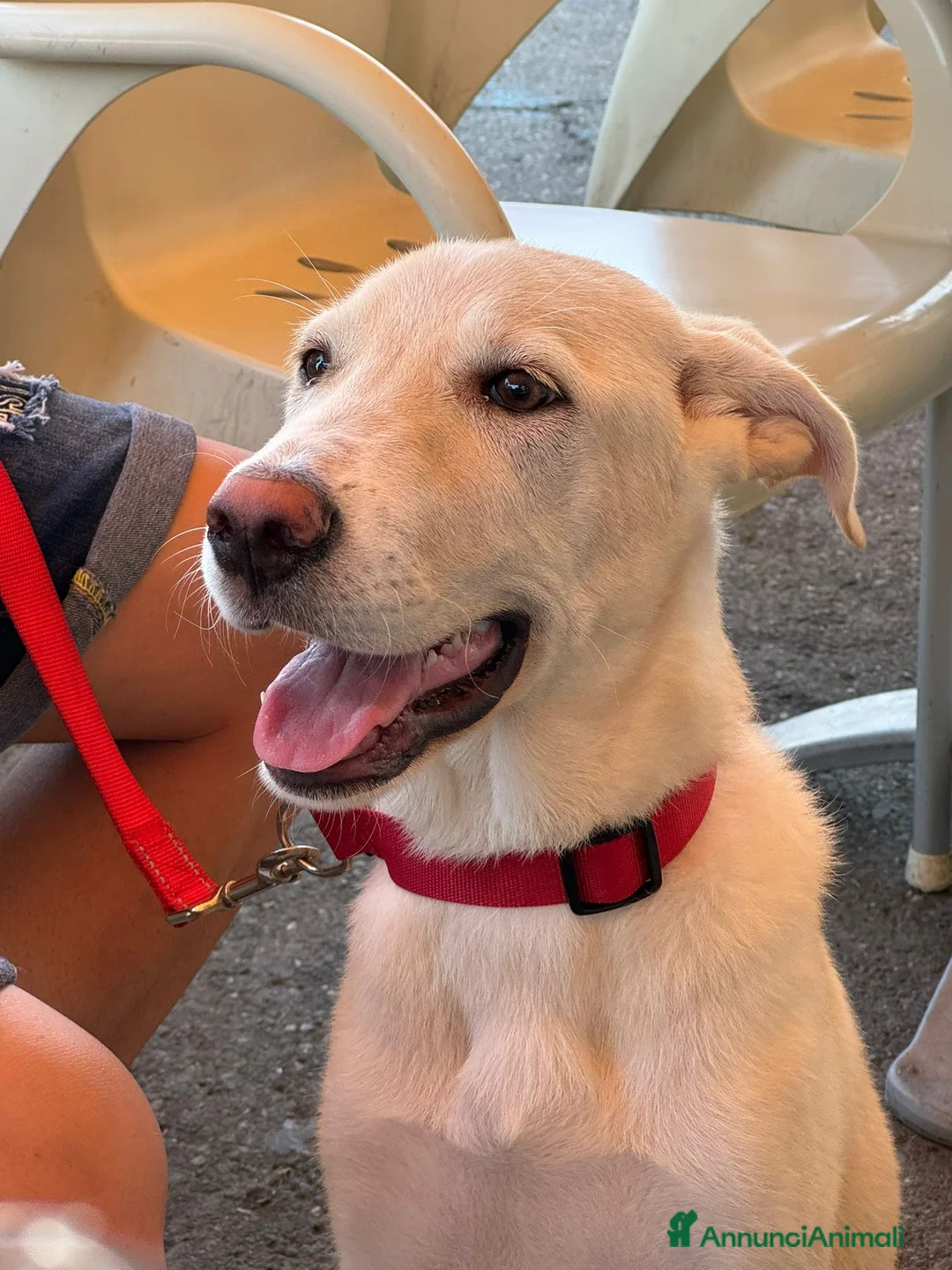 Meticcio cani in regalo: Kira cerca casa a Città metropolitana di Messina - Annuncio 5
