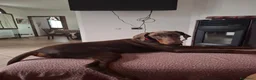 Dobermann cani in vendita: Dobermann maschio marrone fiammato a Provincia di Lecco - Annuncio 9