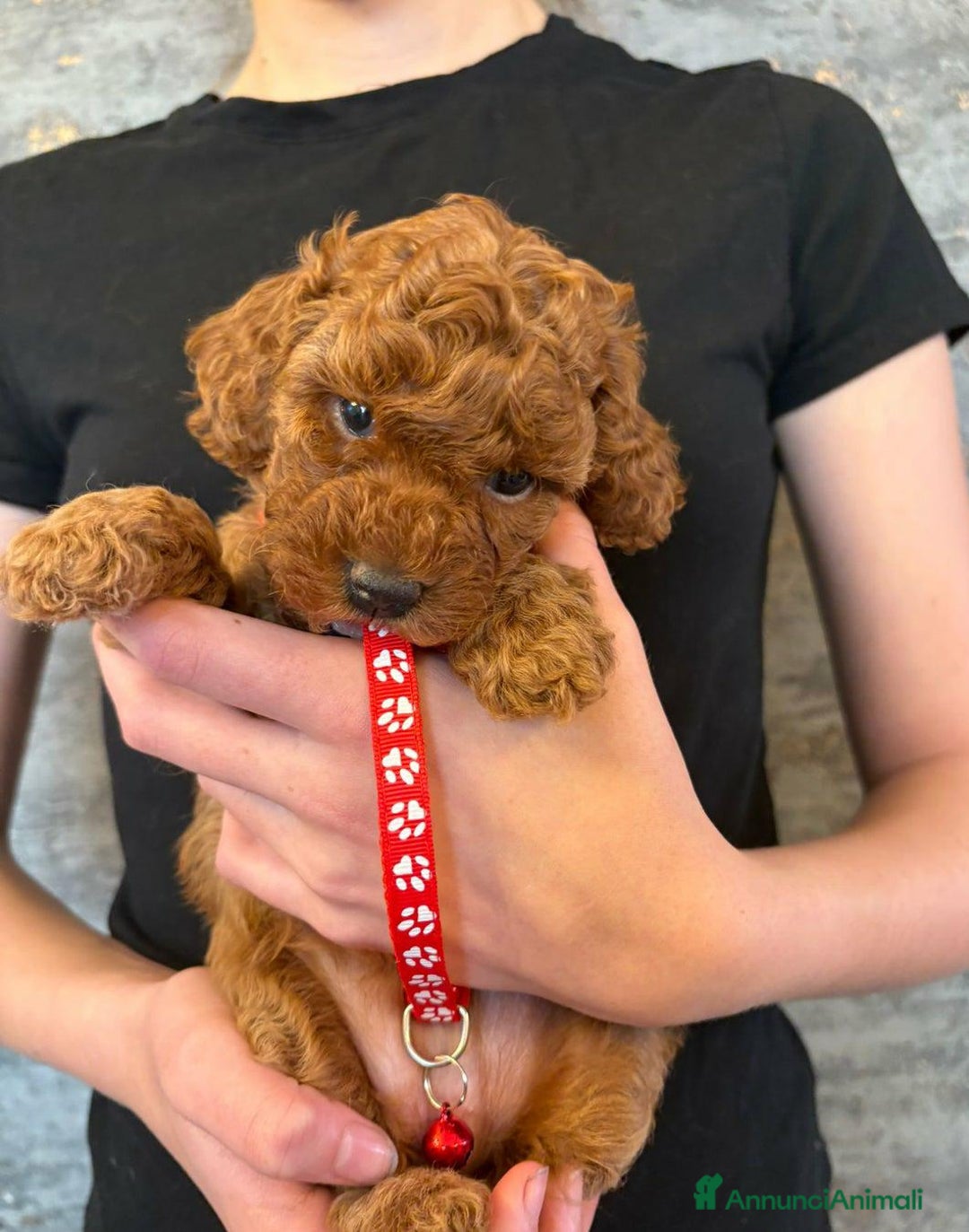 Cockapoo cani in vendita: Cuccioli di Cockapoo F2b disponibili - Annuncio 10