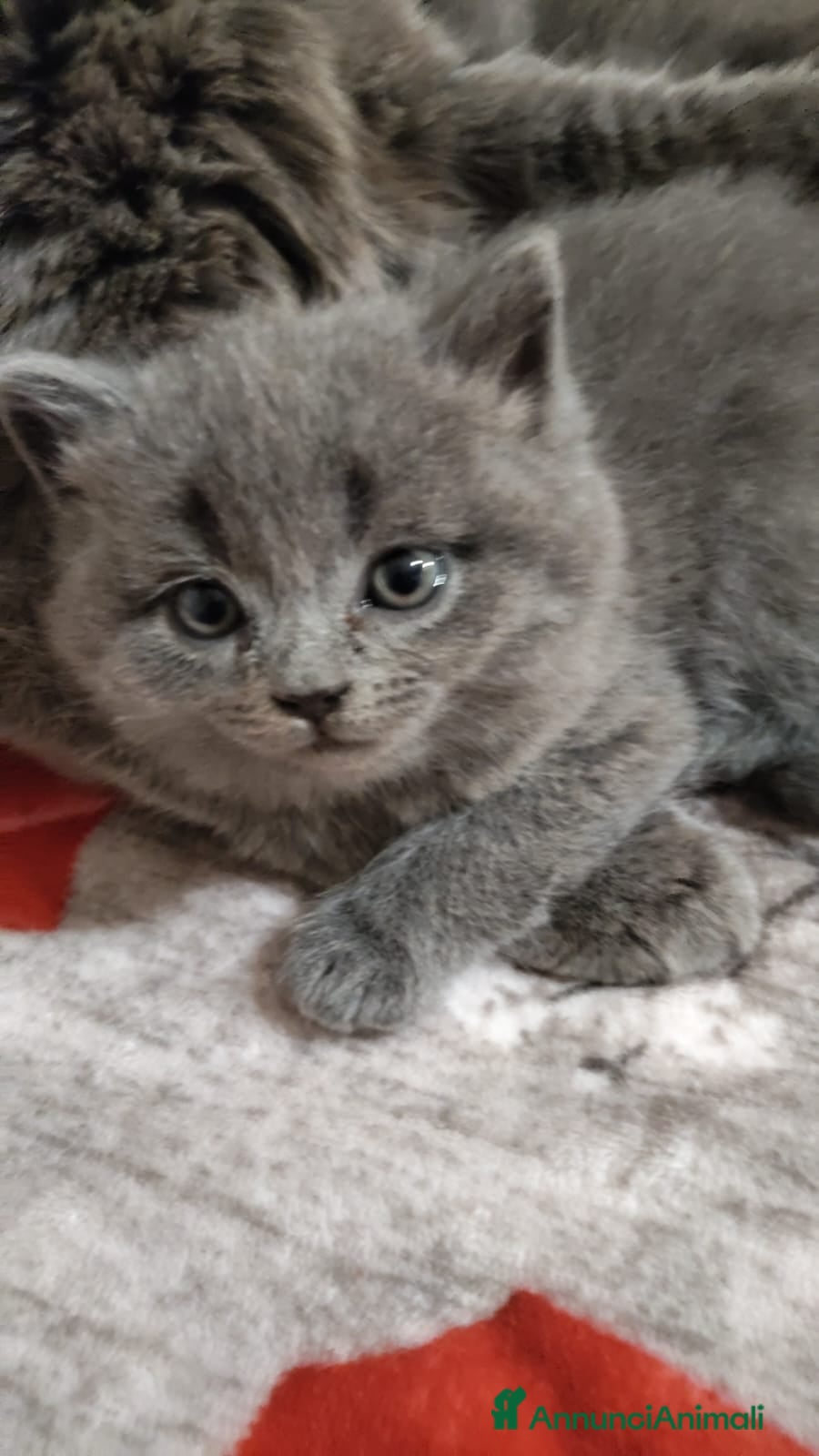 British gatti Gattini British shortair  - Annuncio 1