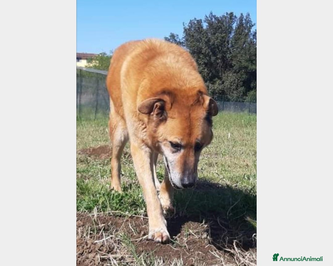 Meticcio cani in regalo: Folk, adozione del cuore  a Roma - Annuncio 2