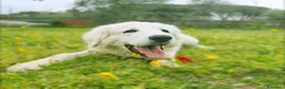 Pastore Abbruzzese Maremmano cani in regalo: Sophie cucciolona tenerissima - Annuncio 3