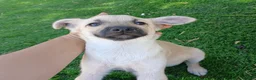 Meticcio cani in regalo: Milù  - Annuncio 11