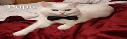 British gatti in vendita: Cuccioli Black Tortie Silver shaded - Annuncio 15