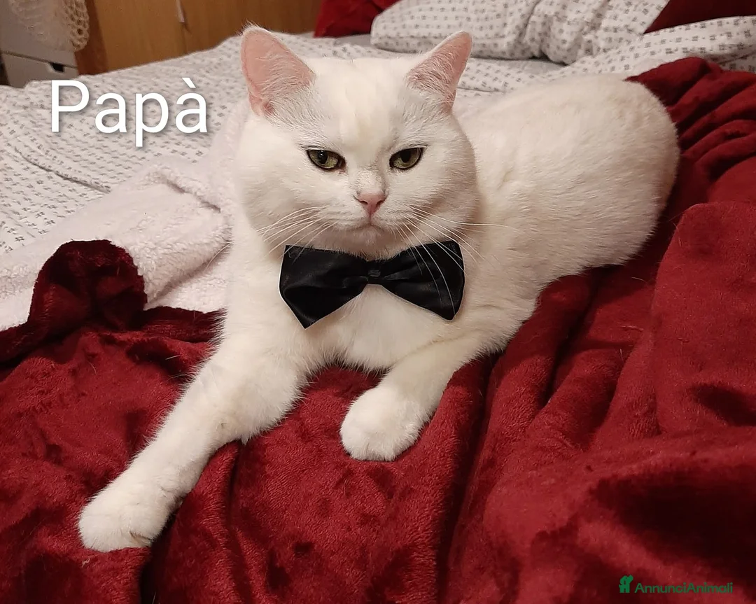 British gatti in vendita: Cuccioli Black Tortie Silver shaded - Annuncio 15