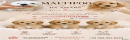 Maltipoo cani in vendita: Cucciolo di maltipoo - Annuncio 2