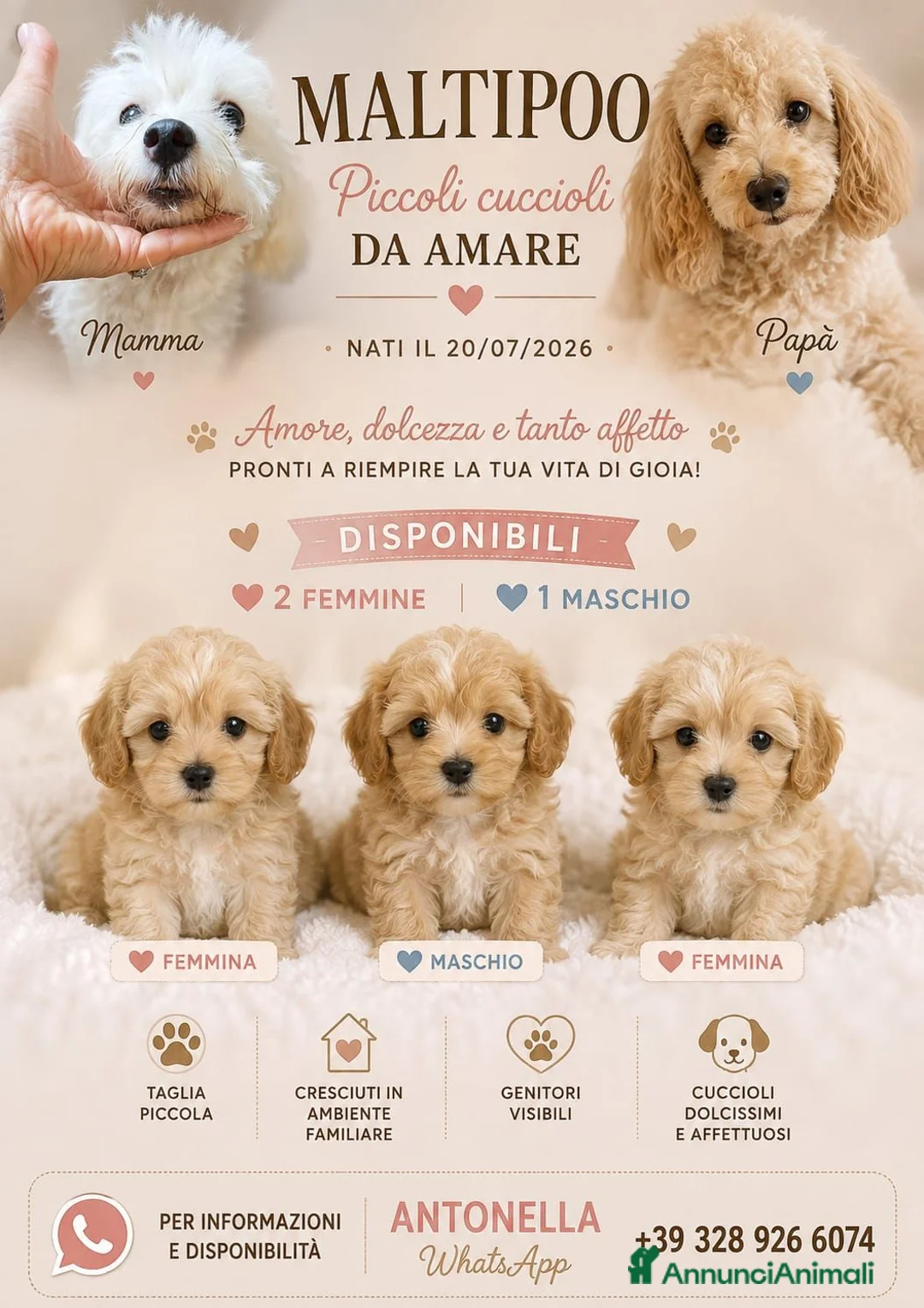 Maltipoo cani in vendita: Cucciolo di maltipoo - Annuncio 2
