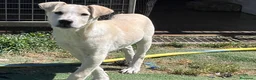 Meticcio cani in regalo: Cucciolo 3 mesi a Provincia di Varese - Annuncio 5