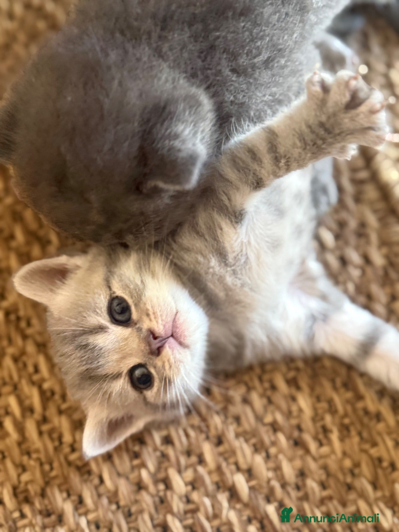 Scottish gatti Bellissimi cuccioli Scottish  - Annuncio 4