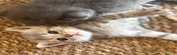 Scottish gatti in vendita: Bellissimi cuccioli Scottish  - Annuncio 1