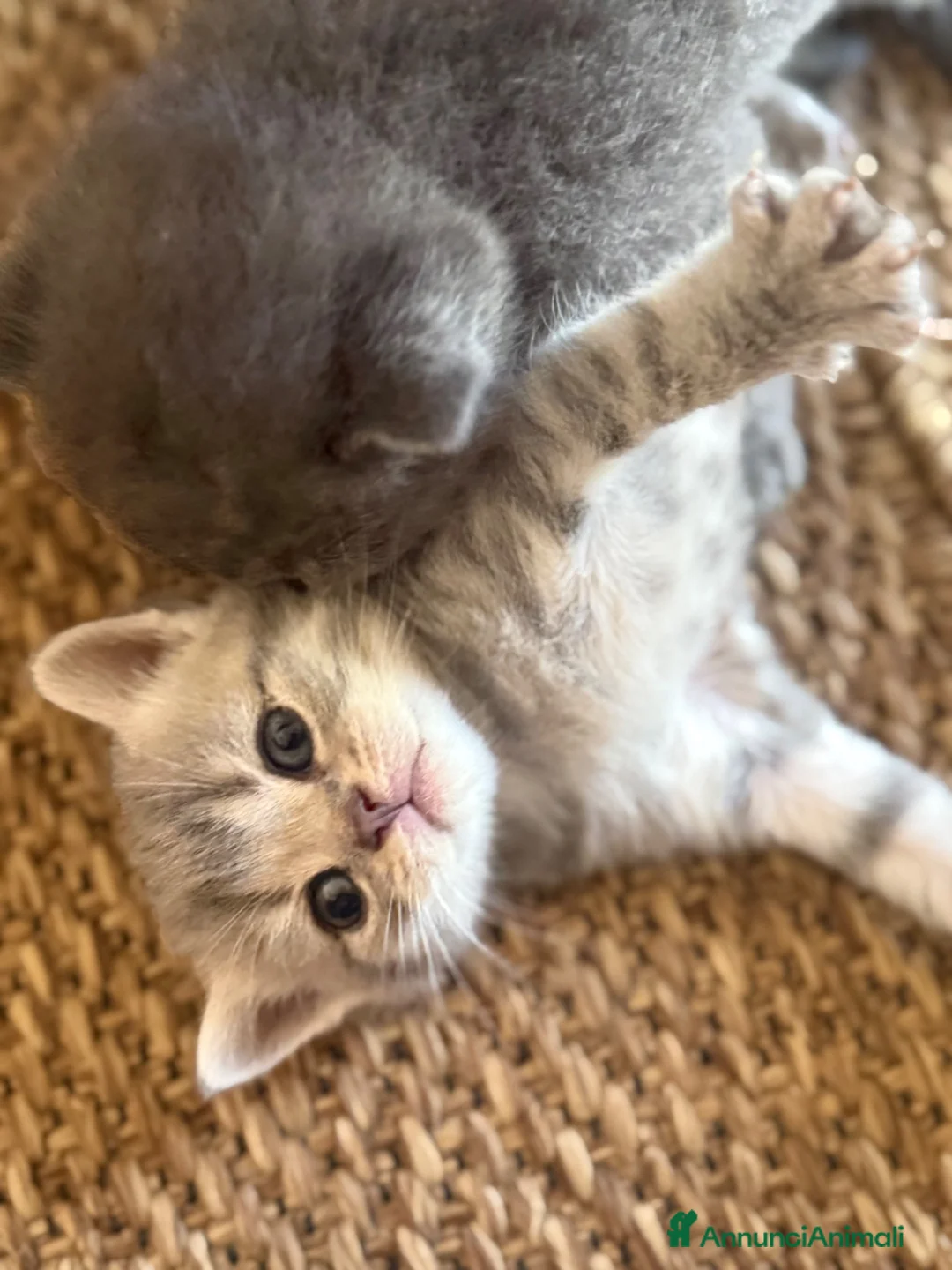 Scottish gatti in vendita: Bellissimi cuccioli Scottish  - Annuncio 1