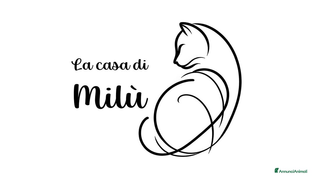 Ragdoll gatti in vendita: Cuccioli Ragdoll di Alta Genealogia a Città metropolitana di Milano - Immagine 2