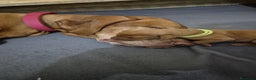 Vizsla cani in vendita: Disponibili ultimi maschietti Vizsla stupendi - Annuncio 3