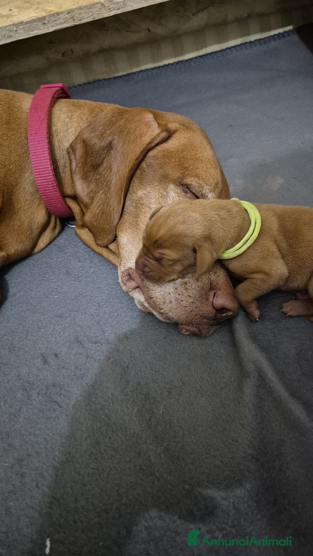 Vizsla cani in vendita: Disponibili ultimi maschietti Vizsla stupendi - Annuncio 3