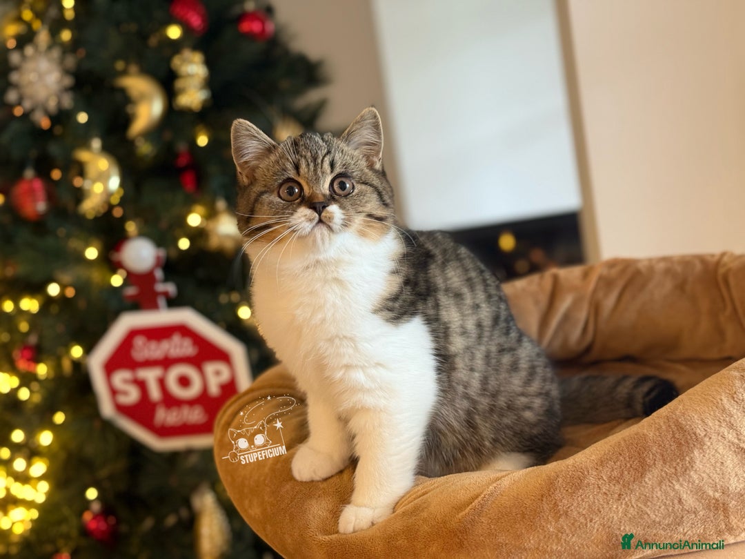 Scottish gatti in vendita: Stupeficium Amos - Scottish Straight - Annuncio 14