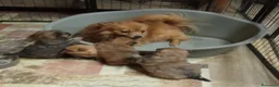 Spitz cani in vendita: Spitz tedesco piccolo  - Annuncio 6
