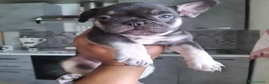 Bulldog Francese 3