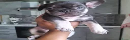 Bulldog Francese cani in vendita: Bulldog francese  - Annuncio 3