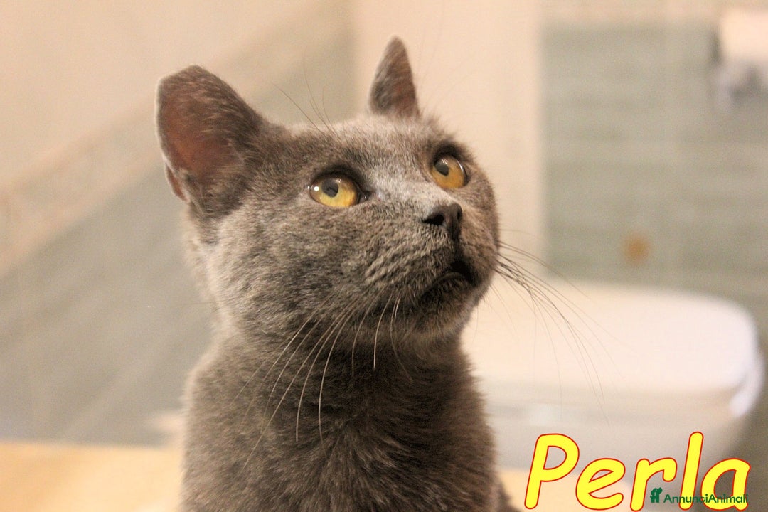 Certosino gatti in regalo: Stupenda PERLA💝 - Annuncio 1