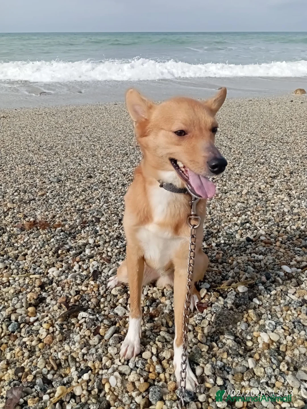 Meticcio cani in regalo: NINA TAGLIA PICCOLA  - Annuncio 2