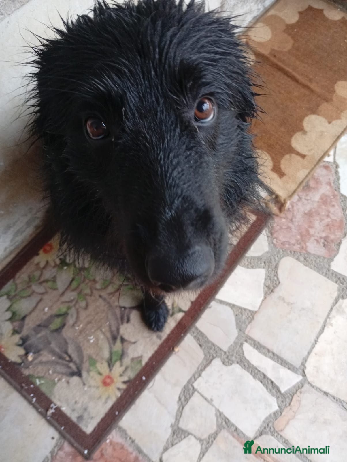 Meticcio cani Shadow cerca casa! - Annuncio 9
