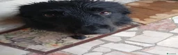 Meticcio cani in regalo: Shadow cerca casa! - Annuncio 1