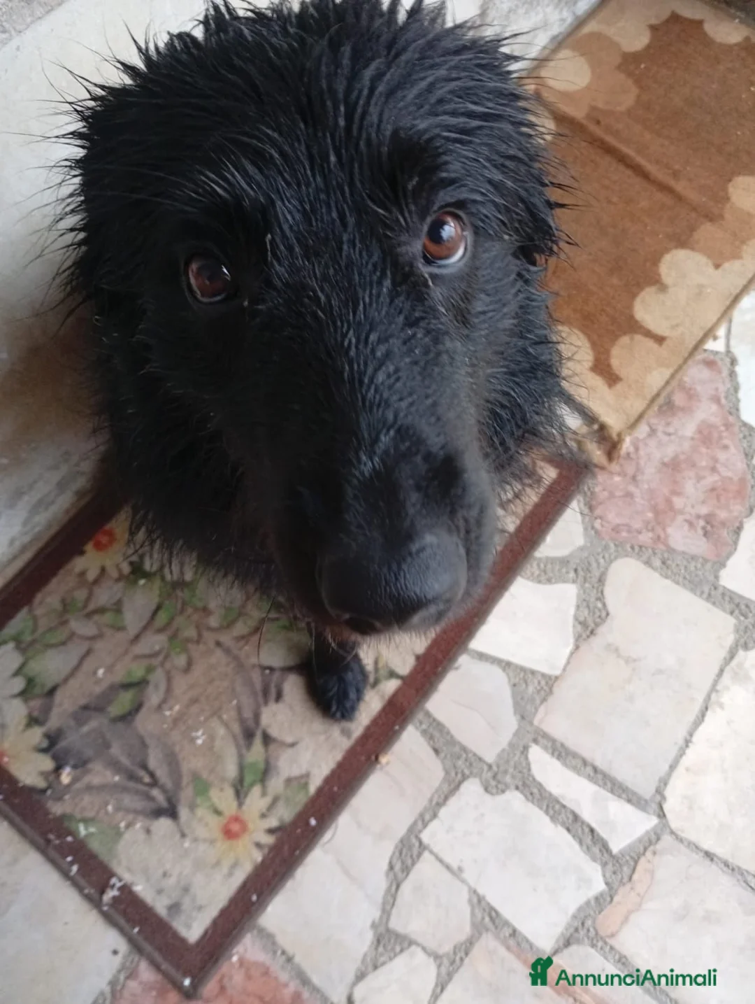 Meticcio cani in regalo: Shadow cerca casa! - Annuncio 1
