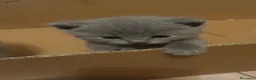 Certosino gatti in vendita: Certosino cuccioli - Annuncio 1