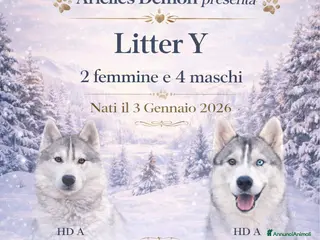 Husky cani Cuccioli Siberian Husky alta genealogia - Annuncio 30