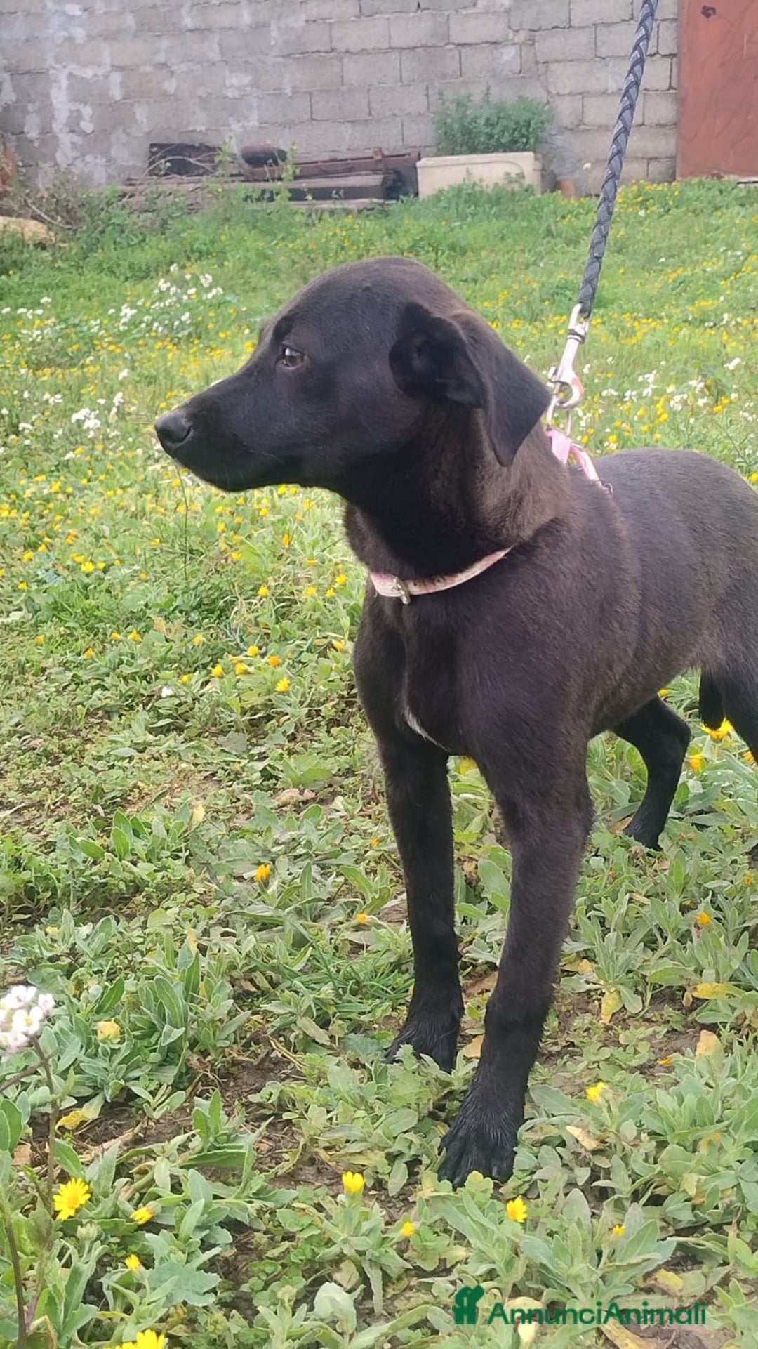 Meticcio cani in regalo: Shila - Annuncio 2