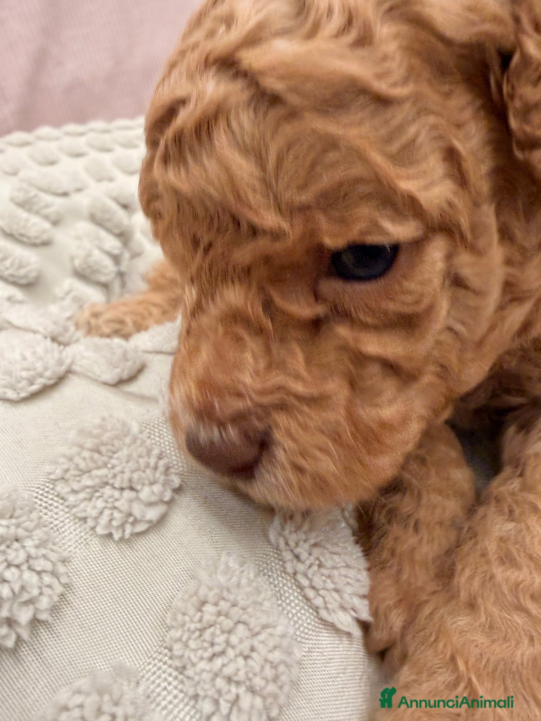 Barboncino cani in vendita: Barboncino - Annuncio 2