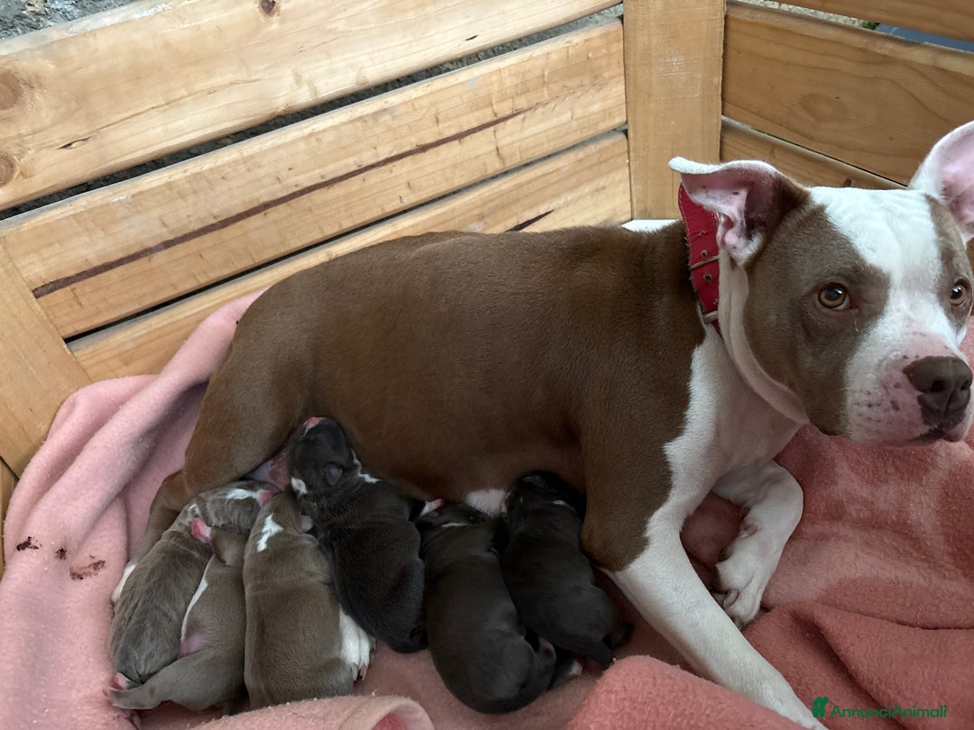 Pitbull cani in vendita: Cuccioli di Pitbull - Annuncio 2
