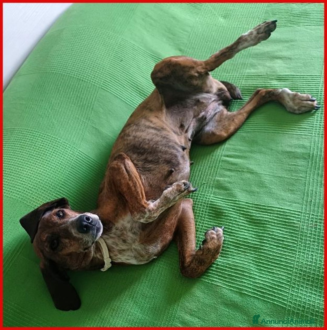 Meticcio cani in regalo: SVITOL dolcissima e vivace - Annuncio 3