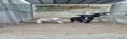 American Staffordshire cani in vendita: Cuccioli Amstaff 250 con pedigree  a Città Metropolitana di Bari - Annuncio 6