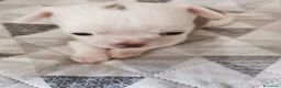 Chihuahua cani in vendita: Cuccioli Chihuahua alta genealogia a Provincia di Belluno - Annuncio 5