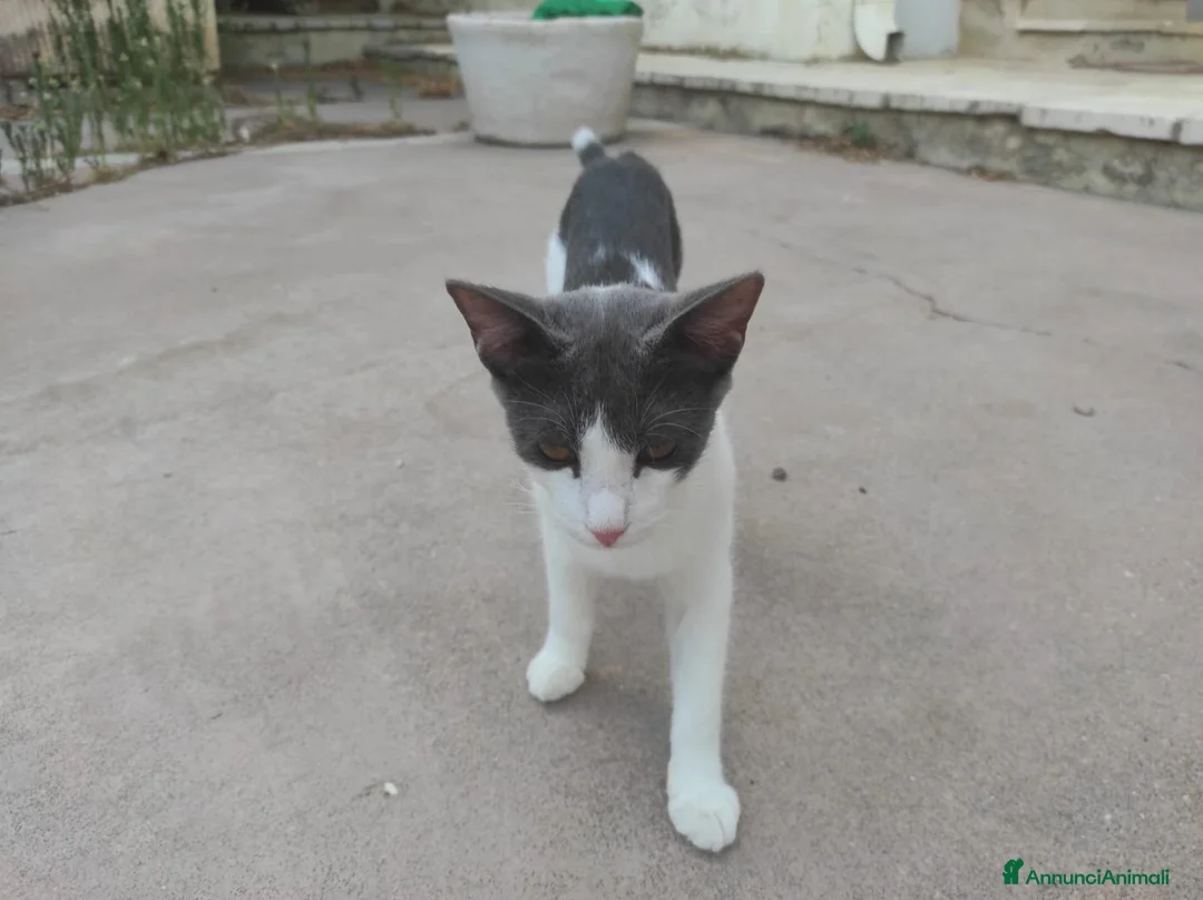 Meticcio gatti in regalo: Lillo  - Annuncio 2