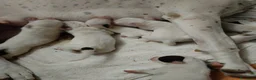 Dogo Argentino cani in vendita: Disponibili cuccioli di Dogo Argentino  a Provincia di Perugia - Annuncio 3