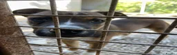 Pitbull cani in regalo: Choco bellissimo cucciolone simil pitbull - Annuncio 5
