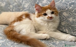 Siberiano gatti in vendita: Tre cucciole di gatto siberiano ipoallergenico - Immagine 3