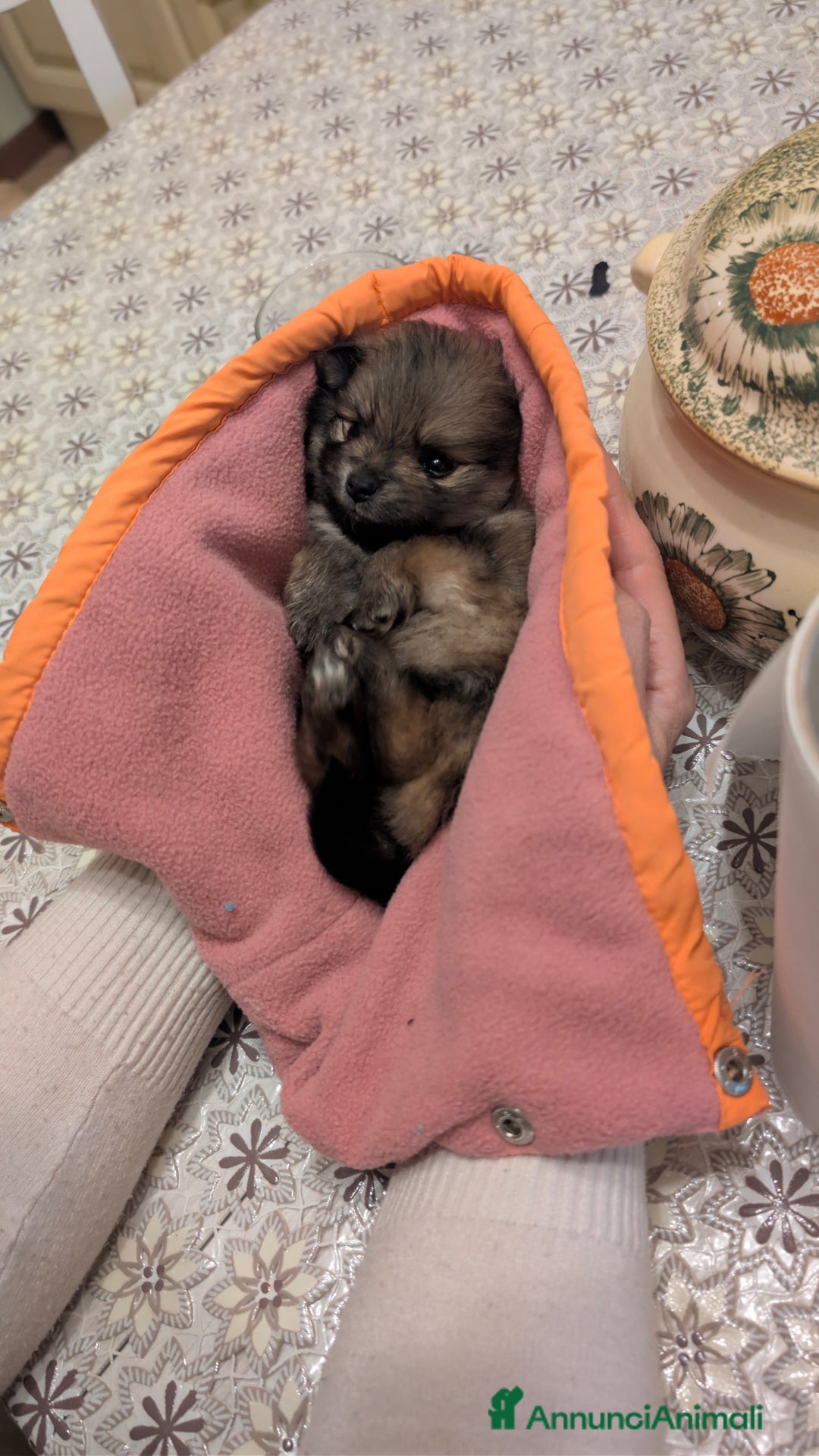 Volpino Pomerania cani in vendita: Volpino pomerania - Annuncio 9