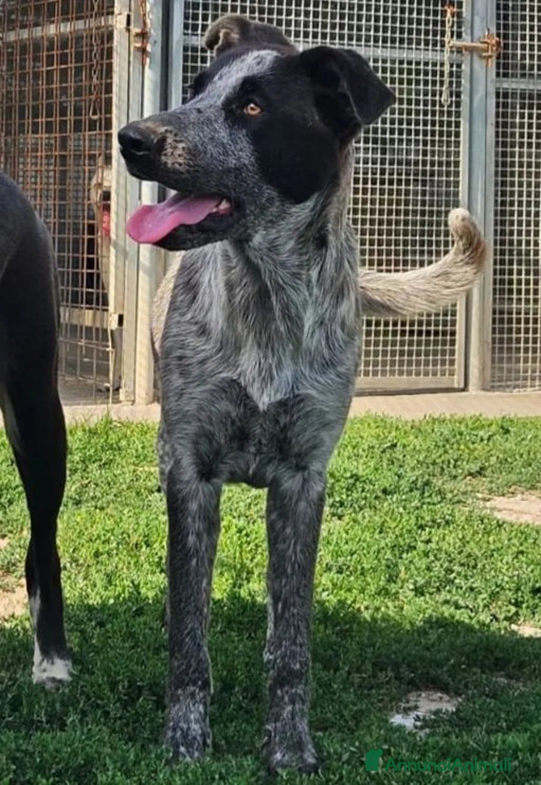 Meticcio cani in regalo: Gioia: cucciolona equilibrata e socievole  - Annuncio 1