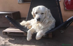 Golden Retriever cani in vendita: Cuccioli di Gold Retriever con pedigree  - Immagine 16