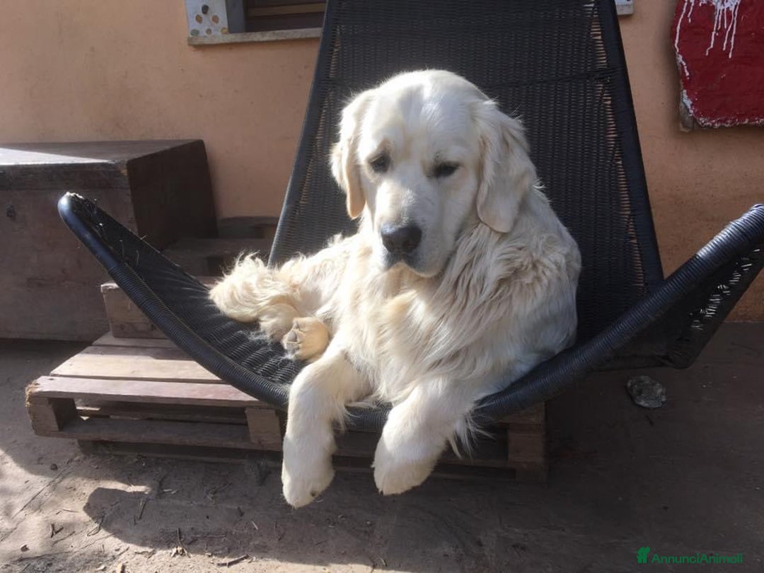 Golden Retriever cani in vendita: Cuccioli di Gold Retriever con pedigree  - Immagine 16