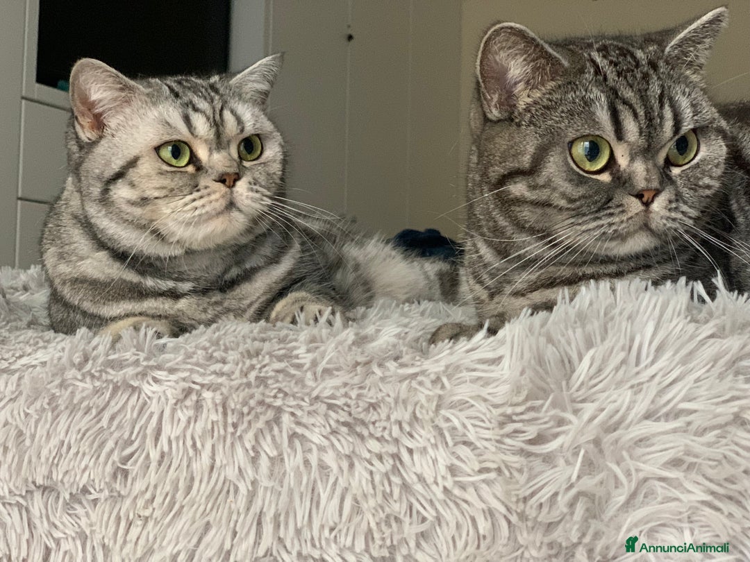 British gatti in vendita: British shorthair black silver tabby blotched  - Annuncio 7