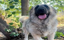 Meticcio cani in regalo: BARBARA 🩷 - meravigliosa cagnolina che sorride a Provincia della Spezia - Immagine 4