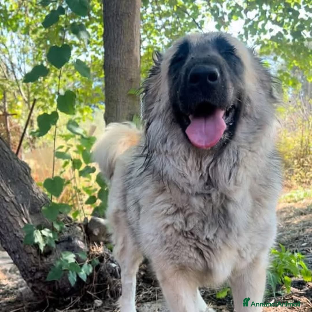 Meticcio cani in regalo: BARBARA 🩷 - meravigliosa cagnolina che sorride a Provincia della Spezia - Immagine 4